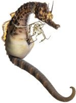 Pot-Bellied Hippocampe Hippocampus abdominalis Spécimen n° 70 ;  un homme accouche;  5,5 pouces de long.