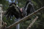 The Oregon Zoo is home to one-tenth of the world's population of California condors. This one is named Kaweah. 