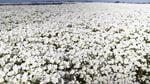 A field of sun-soaked meadowfoam. Scientists at OSU think the plant can be used to make sunscreen.