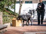 University of Pennsylvania Police Officer and K9 Uman, a black Labrador Retriever trained in explosives detection, conducting a package search during a routine training exercise.