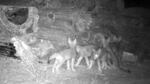Trail camera footage from the Confederated Tribes of Warm Springs shows six wolf pups.