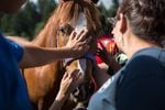 People pet Koda, John Spence's horse, at Wellness Warrior Camp in Grand Ronde, Ore., Wednesday, June 26, 2019.