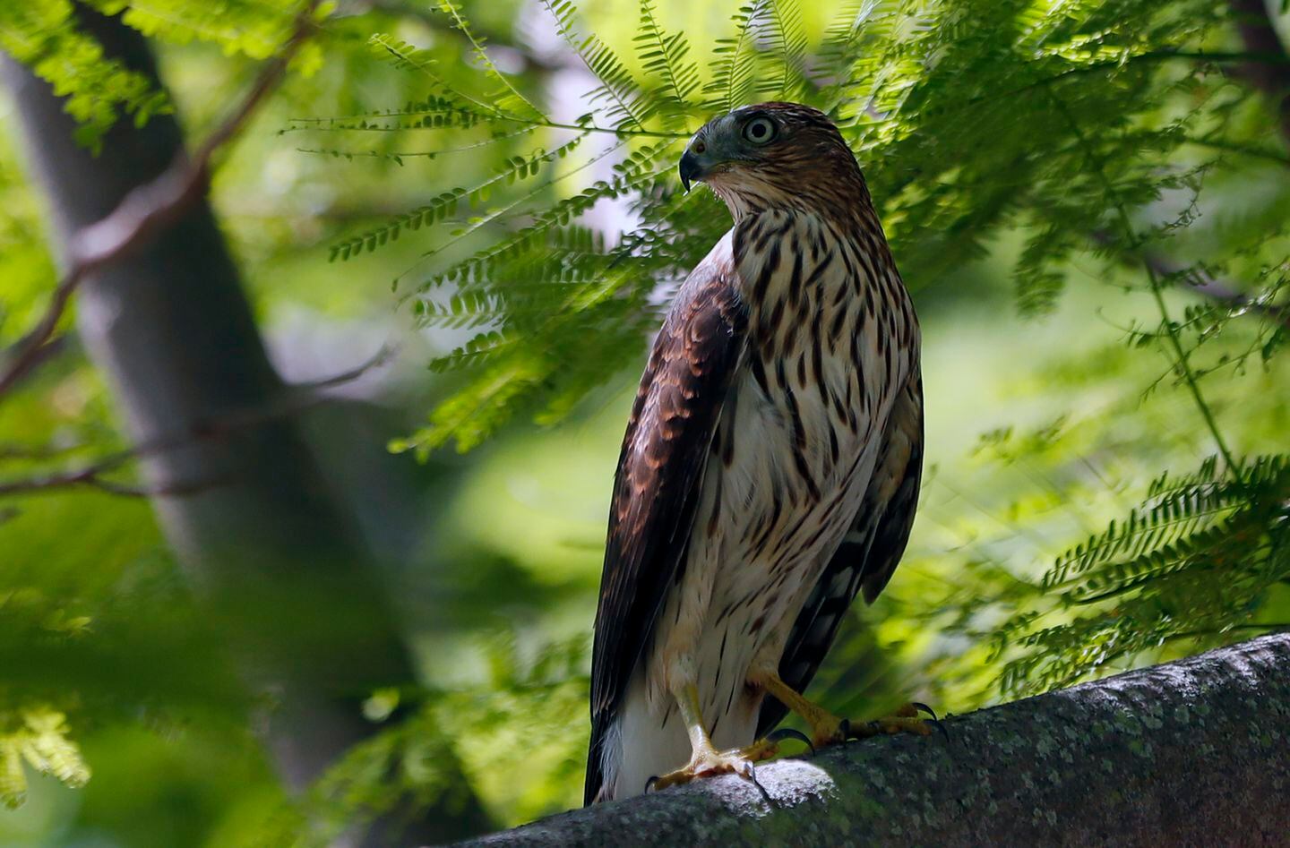 The Massachusetts Birds of Prey Rehab Facility: Offering a second
