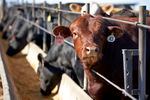 Several cattle with tags on their ears occupy a feedlot.