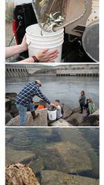 A bucket of juvenile salmon is transferred from a tank delivered by the Coeur D’Alene Tribe for release near the Chief Joseph Dam (top image), handed to Conor Giorgi, anadromous program manager for the Spokane Tribe (middle), and released into the Columbia River by Casey Baldwin, a research scientist for the Confederated Colville Tribes (bottom image).