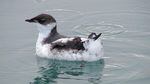 The marbled murrelet has been listed under the Endangered Species Act since 1992. The latest studies by federal researchers show significant population decline in one range of its habitat.