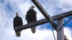 Bald eagles rest on roosts at Tule Lake.  Farmers say real eagles can help drive destructive geese out of fields.