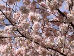 Trees in full bloom in Southwest Portland, April 13, 2023.