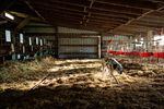 Derrick Josi's dog Benny patrols the calf barn at Wilsonview Dairy in Tillamook, Ore., Feb. 19, 2020. Josi has delayed expansion of the dairy due to financial impacts of the coronavirus.