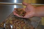 The Tulalip use dried huckleberry leaves for tea.