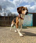 An Envigo beagle saved by Homeward Trails this year. The rescue group is working on saving hundreds more.
