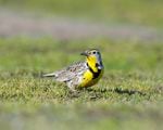 The western meadowlark, Oregon's state bird, is one of the many species that can be found at the Willamette Confluence Preserve.