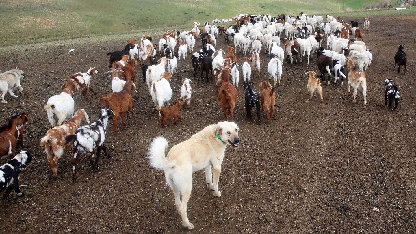 can dogs herd goats