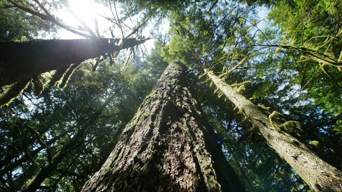Federal judge favors large tree protections for Eastern Oregon