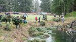 Members of the Tualatin Valley chapter of Trout Unlimited toss used Christmas trees into a side channel of the Necanicum River on the Oregon Coast.
