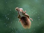 Photo d'Alex Pansier d'un écureuil roux sautant sous une pluie torrentielle.