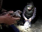 Lindsey Perry prepares a tag for a female sage grouse.