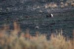 Sage grouse on a lek surrounded by mining claims in the McDermitt Caldera in southeast Oregon on Saturday, April 2, 2022.
