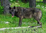 May 25, 2014 file photo of a 100-pound adult male wolf in the Mt. Emily unit.