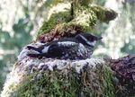 The presence of federally protected marbled murrelet is ratcheting up the debate over the sale of state forestlands to private timber companies.