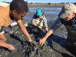 John Chapman digs through the mud to find mud shrimp for their latest study.