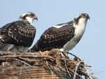Juvenile osprey keep watch from their nesting site in the Old Mill District of Bend overlooking the Bend Whitewater Park on Aug. 17, 2023.