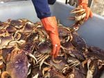 Dungeness crab being gathered for market.