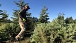 Grant Robinson cuts pesticide-free Christmas trees on a farm near Molalla, Oregon.