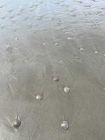 Thousands of sand dollars are washing ashore in Seaside, Oregon.