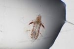This warm-water copepod collected off Oregon this winter. They provided provide less energy to salmon and other fish than cool-water species. 