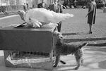 Charlie, Caroline Kennedy's pet Welsh terrier, inspects a turkey presented to President Kennedy after a traditional Thanksgiving week ceremony at the White House in Washington, Nov. 19, 1963. President Kennedy "pardoned" the bird, sending it back to the farm. Charlie had the run of the grounds during the ceremony.