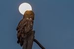 A Grey Owl and a full moon, captured by Ken Shults.