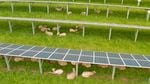 Lambs rest and graze under solar panels at an Oregon State University research farm in Corvallis in this video still captured on May 20, 2021. Researchers are looking at the advantages of grazing livestock around solar panels to maximize the use of agricultural land.