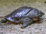 One of the Indian narrow-headed softshell turtle hatchlings bred at the San Diego Zoo.