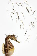 Pot-Bellied Seahorse Hippocampus abdominalis Spécimen n° 72 ;  Masculin;  la longueur totale des petits éclos est de 0,75 pouces;  Seahorse World, Beauty Point, Tasmanie, Australie