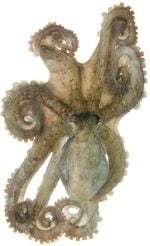 Rock Tako Octopus oliveri spécimen n° 3 ;  le manteau mesure 2,25 pouces de long;  Port du bassin de Kewalo, Honolulu, Hawaï, États-Unis