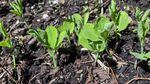 Green pea shoots growing in dirt.