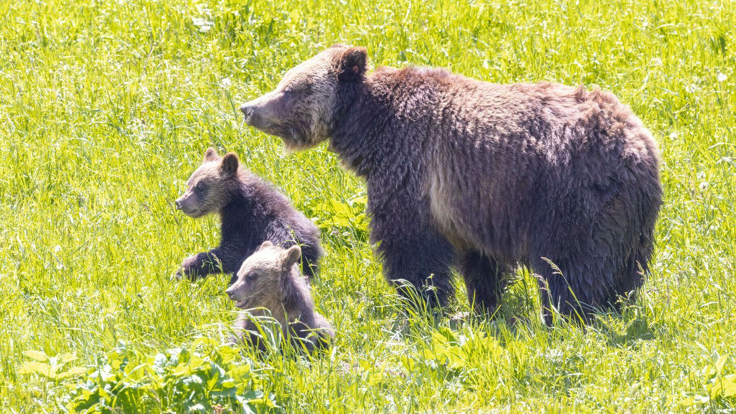 Fatal grizzly attack renews debate over how many bears are too many - OPB