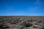 A wooden stake marks the Jindalee Resources mining claim amid a sea of sagebrush in the McDermitt Caldera on the Oregon-Nevada border Friday, April 1, 2022. The caldera is labeled by the federal government as the best of the best remaining sage grouse habitat.
