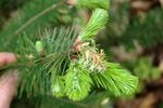 Characteristic sudden oak death shoot blight symptoms on emerging shoot and needles of a Douglas fir.