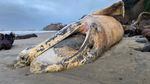 A decaying carcass of a beached gray whale lies on a remote section of Oregon coastline near Cannon Beach.