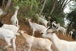 230 goats are expected to clear one acre of undergrowth every one-and-a-half days.