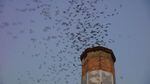 On September evenings, thousands of Vaux's swifts funnel into the chimney at Chapman School in Portland.