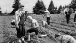 Residents tend to a strawberry patch in a Portland, Ore., "Victory Garden" in 1946.