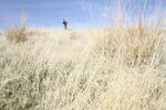 Cheatgrass dominates the landscape in the Owyhee. The invasive species is a problem in much of Eastern Oregon.