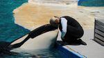 Tokitae, the performing orca known as 'Lolita' at Miami's Seaquarium, with a trainer in 2011.