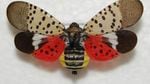A dead, spotted lanternfly was found in a shipment from Pensylvania to Corvallis. The invasive species poses a threat to tree fruit and grape production.