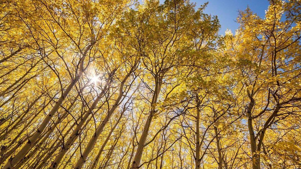 This map can tell you when fall foliage is peaking in 2022 OPB