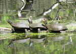 Populations of western pond turtles and their habitats have been declining. As a result, the species is on Oregon’s Sensitive Species List.