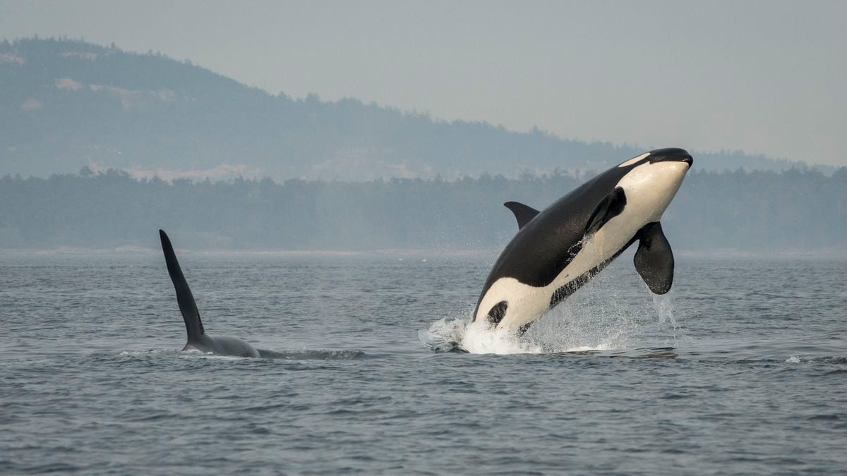 Oregon commission petitions to add southern resident orcas to the endangered species list